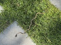 IMG_2236.jpeg