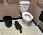 drunk-raccoon-virginia copy.jpg