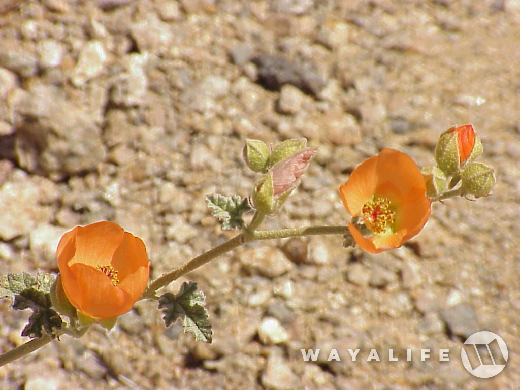 desert flowers 1