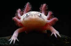 Axolotl-5.jpg
