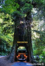 redwoods-03.jpg