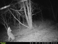 coyote howling fortville creek trail.jpg
