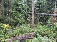 IMG_0818.jpeg