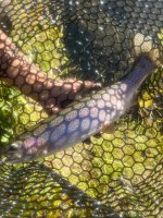 IMG_6843.jpeg
