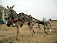 donkey-with-cart.jpg